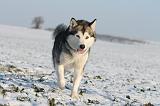 ALASKAN MALAMUTE 099
